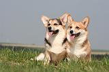 CORGI PEMBROKE 1238